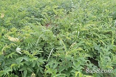 ������ô�Nֲ�������Nֲ����_���߮a(ch��n)��