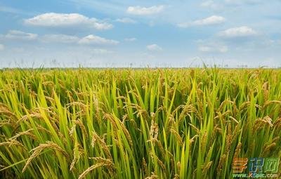 �ЙCˮ�����ӷNֲ���ЙCˮ���Nֲ�������g(sh��)��