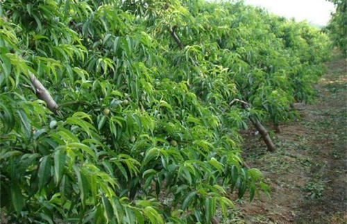 ����Nֲ��Ҫע����Щ���}��ԓ��ι�����