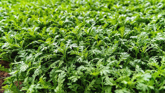 ���Ĳ�ʩʲô���ϱ��^�ã���(y��ng)ԓ���ʩ�ʣ�