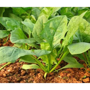 ������ô�Nֲ��ʲô�r�g�Nֲ�^����