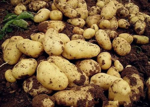 �����Nֲ���M��Щ���ϣ���ԓ������_ʩ�ʣ�