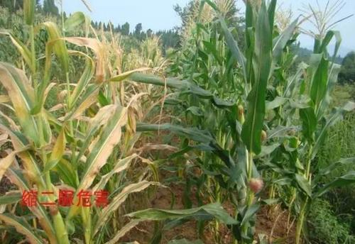 �s������ʲô���s���匦��������ЩΣ����