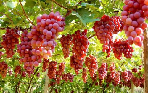 �Nֲ�t�ᑪ(y��ng)ԓ���ʩ�ʣ�ʲô�r�����У�