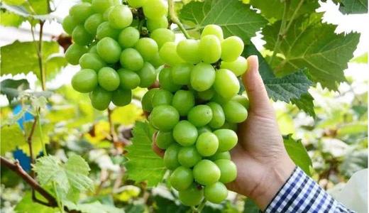 ꖹ�õ�呪(y��ng)ԓ��ηNֲ��ˮ����ι�����