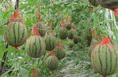 ���ϳ��粻�R����Щԭ������A(y��)�����ϳ��粻�R��