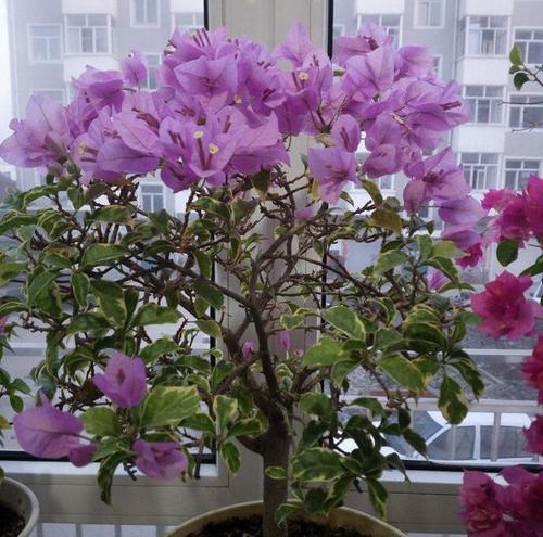 ����÷ʩʲô���_���ࣿ�����A�����ʩ�ʣ�