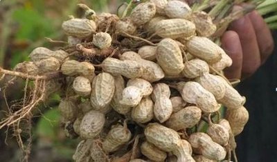 �Nֲ������ԓʲô�r��ʩ�ʣ����ʩ�ʣ�