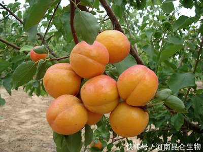 �Nֲ�Ә䑪ԓ���ʩ�ʣ��Ә�ʩ�ʼ��g��