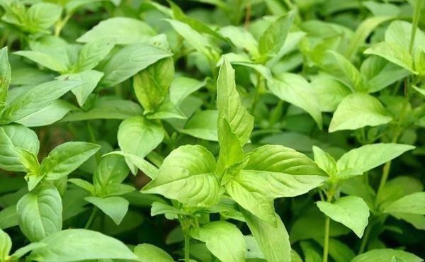 ���ɑ�ԓʩʲô���ϣ����ʩ�ʣ�