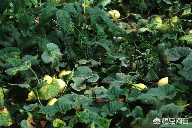 �����ʲô���ϱ��^�ã���ԓ���ʩ�ʣ�