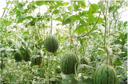 ���ϵ����Ҏ(gu��)����ʲô������Щʩ��ԭ�t��