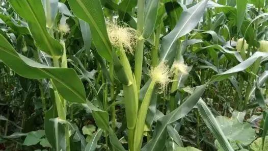 ������ʲô�r(sh��)��ʩ�ʱ��^�ã���(y��ng)ԓ���ʩ�ʣ�