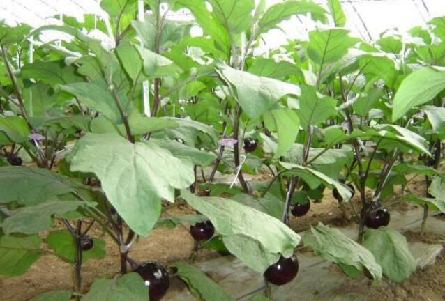 �����������������ߵģ����Ӹ߮a�Nֲ���g��