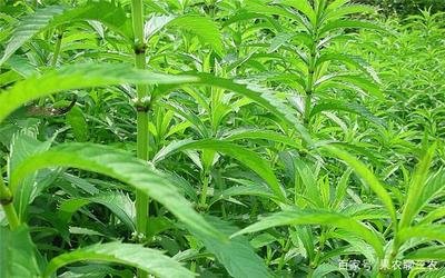 �؅��Nֲ�ķ�����ʲô���؅��Nֲԓע����Щ���}��