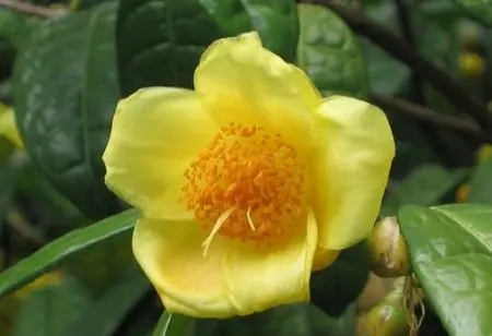 �𻨲�ķ�ֳ��ʽ����Щ���𻨲�Nֲ���g��