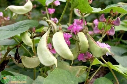 �ⶹ����ηNֲ�ģ��ⶹ�߮a�Nֲ���g��