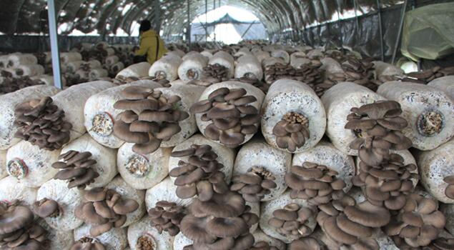 Ģ����(y��ng)ԓ���ʩ�ʣ�ӛס�@���c��