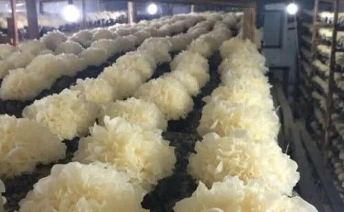 �y���Nֲע����Щ���أ��y���Nֲ�������g��