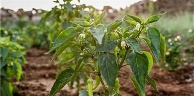 ��ηNֲ�������Nֲ������ʲô���ϣ�