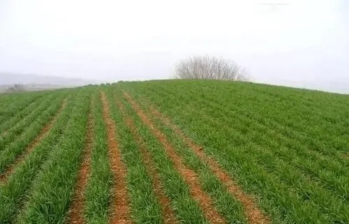 ��С����ˮ����Щ���ã�С���Nֲ�������g��