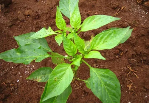 ����ȱ�V�ı��F(xi��n)��ʲô�����ʩ���V�ʣ�