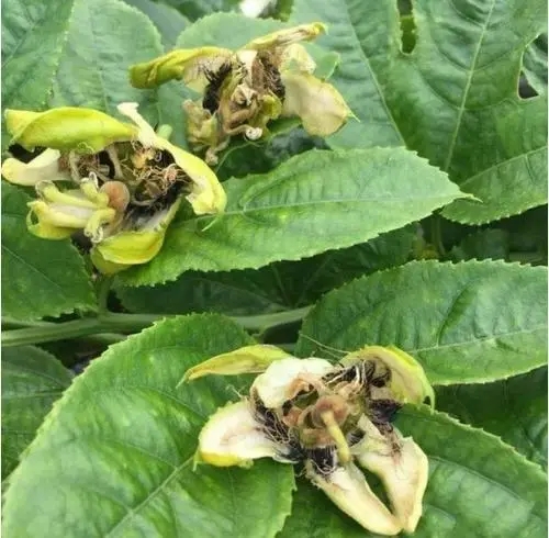 �����仨���ԭ����ʲô����η��κ����仨���