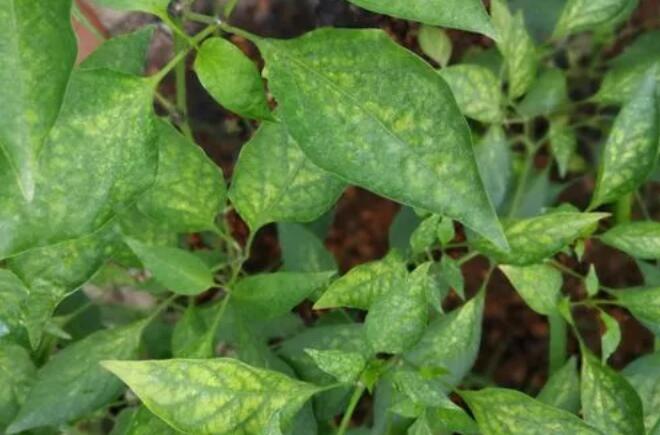 ����ȱ�V�ı��F(xi��n)��ʲô�����ʩ���V�ʣ�