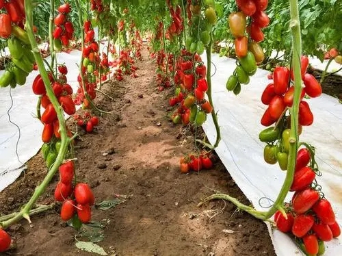 ʥŮ���Nֲ��δ�ܣ�ʥŮ���Nֲ���g(sh��)��