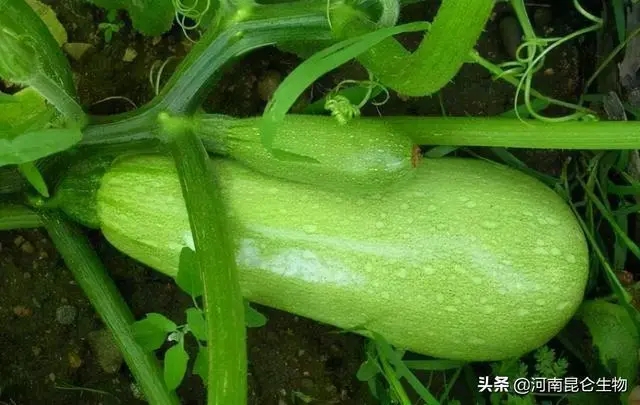 �����J��������c��ʲô������Щʩ�ʼ��ɣ�