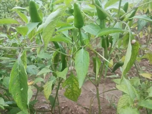 ����ԓ���׷��������׷�ʷ�������Щ?