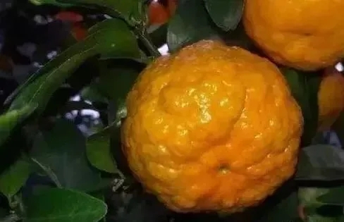 ���ٸ�Ƥ����Щԭ�������δ�ʩ���@����