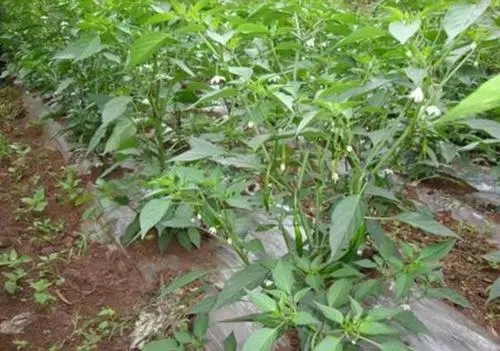 ����׷���϶��ٺ��ˣ�