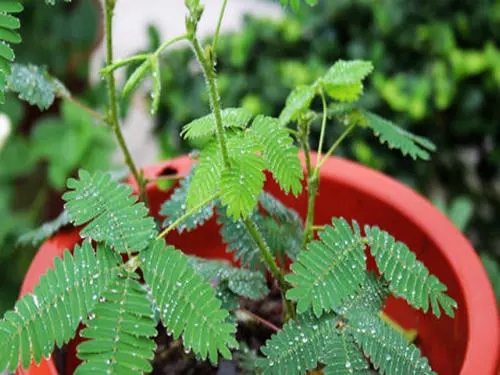 ���߲ݷN����ηNֲ��ԓע����Щ�����