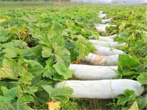 ������˥ԭ������Щ��������˥�ķ��δ�ʩ��ʲô