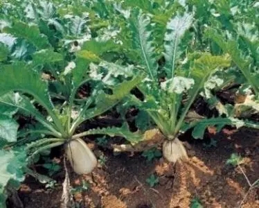 �ƌW(xu��)ʩ���h(yu��n)�x�}�����ģ� �}��ʩ�ʼ��g(sh��)��