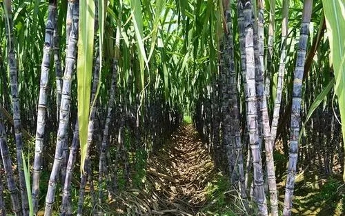 ����ԓ���ʩ���������m��ʩ��ʲô������