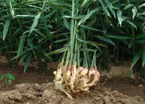 ������������c(di��n)��ʲô����νo����ʩ����