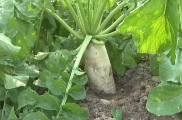 �ƌW(xu��)ʩ���h(yu��n)�x�}�������� �}��ʩ�ʼ��g(sh��)��