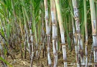 ����ԓ���ʩ���������m��ʩ��ʲô������