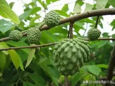 ����֦�a(ch��n)���cˮ�����P(gu��n)ϵ��������ЩӰ���