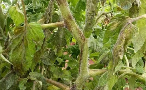 �����߲˻�ù��������(f��)�l(f��)�����β�ס���@Щ���δ�ʩһ�������e(cu��)�^(gu��)��