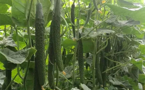 �Nֲ�S��ԓ��ι����������@Щ��̖ȫ�������ˣ�