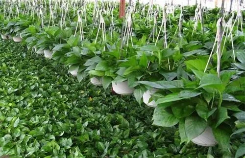 �߲���·�ʩ΢�ʣ�����Щע����헣�