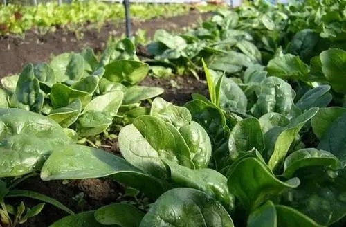 ���˵����������ʲô����ηN���߮a���|���ˣ�