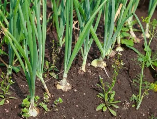 ���[�Nֲ���ʩ�ʣ�ԓע����Щ���}��