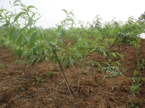 �Ҙ������ʩ�ʵģ�ʩʲô�ӵķ��^�ã�