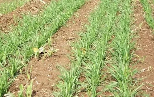 С�������ںͰι�(ji��)�ڑ�(y��ng)ԓ���ʩ�ʣ�