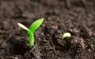 ��ֲ��ʵ���������Щ�����ʩ�ø�ֲ��ʣ�