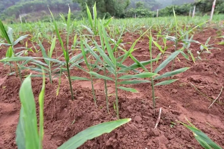 �������ʩ�ʣ�����ʩʲô�ʱ��^���m��